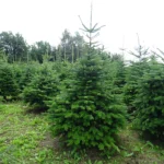 Choinki w wielkopolsce jodla kaukaska
