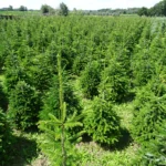 Jodła kaukaska plantacja wielkopolska