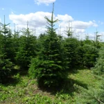 Kaukaska jodła plantacja Śrem