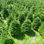 Plantacja jodły kaukaskiej w Śremie